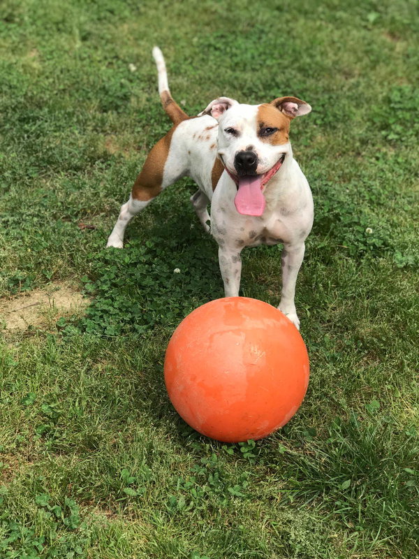 Moxie