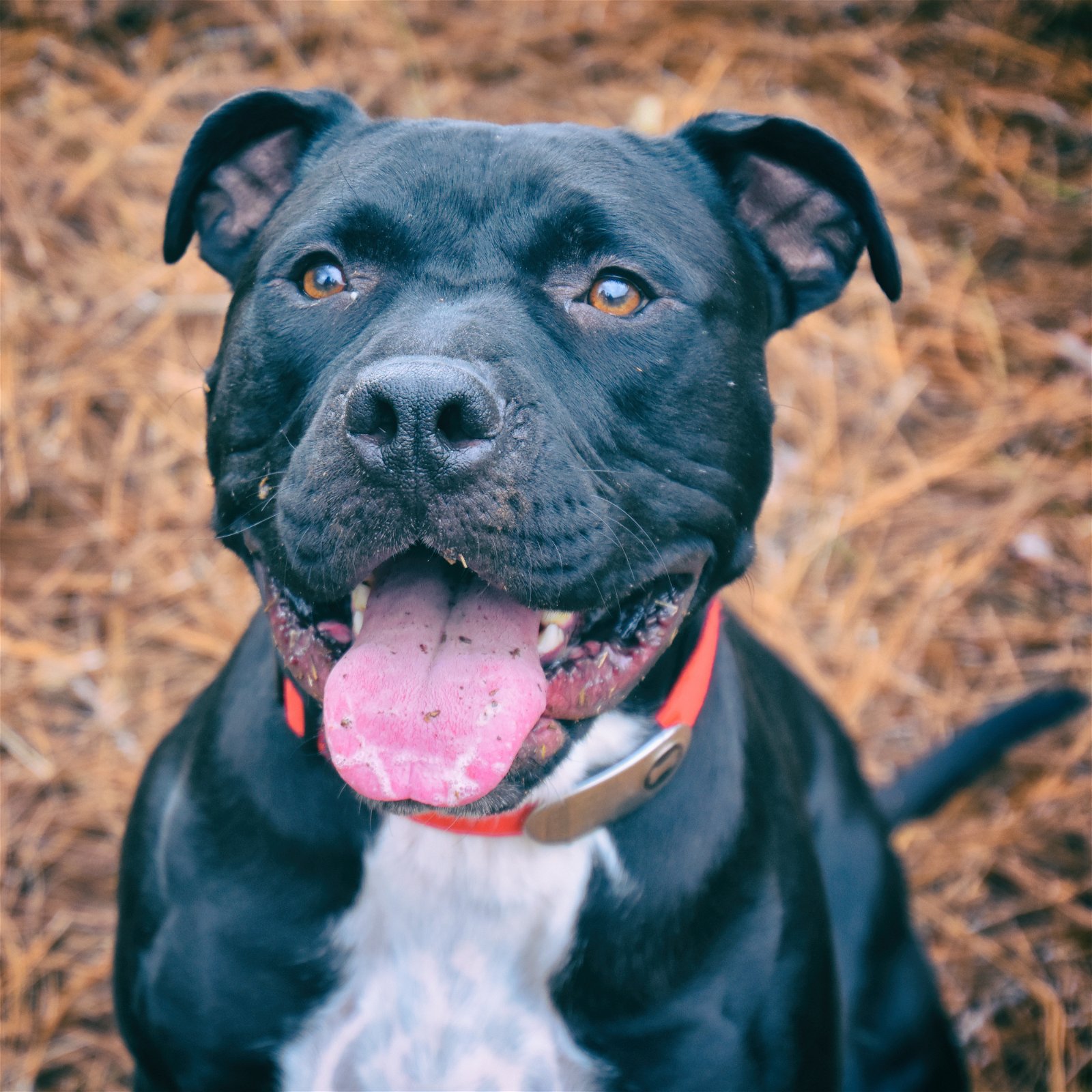 adoptable Dog in Dallas, GA named Camo