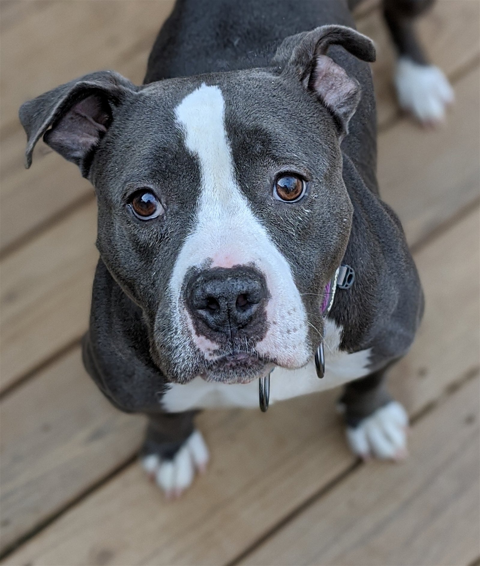 adoptable Dog in Canton, GA named Fiona