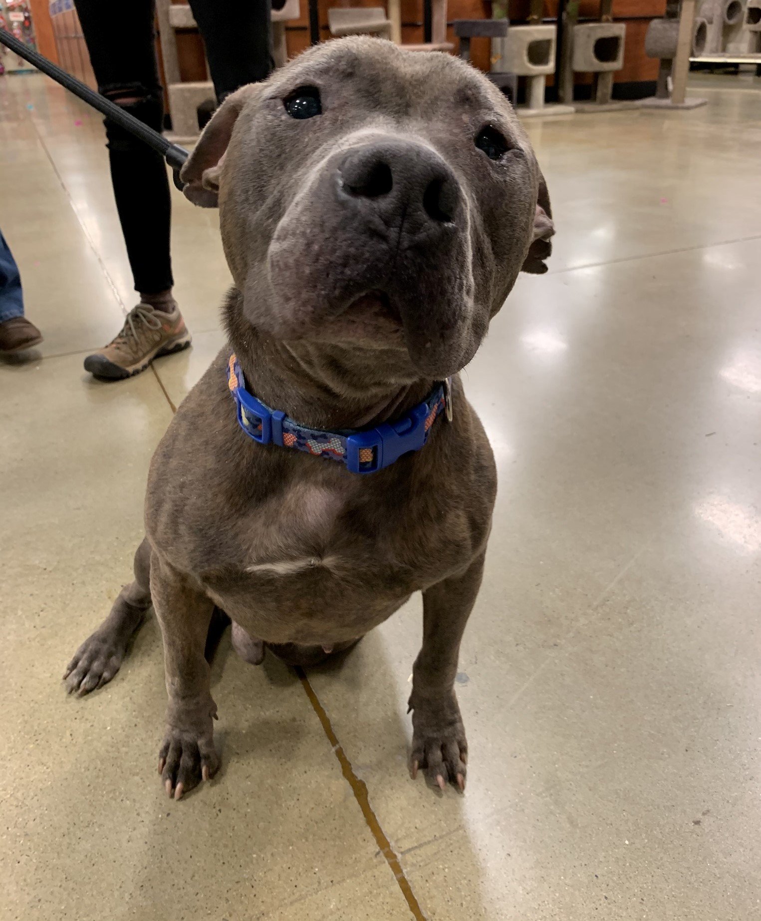 adoptable Dog in Marietta, GA named Vito