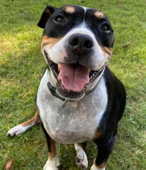 adoptable Dog in Marietta, GA named Alli