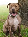 adoptable Dog in  named Grady