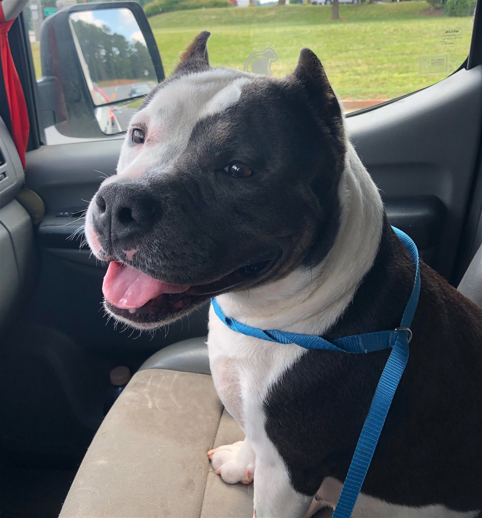 adoptable Dog in Marietta, GA named Babe