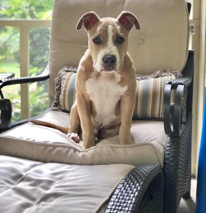 adoptable Dog in Marietta, GA named Joshua