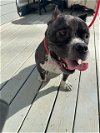 adoptable Dog in dacula, GA named Spanky