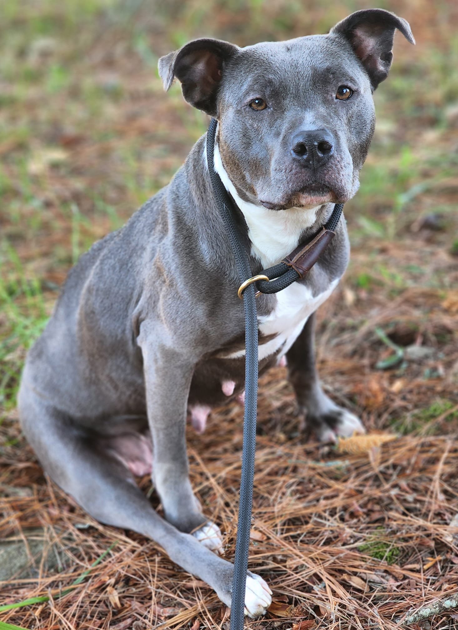 adoptable Dog in Dallas, GA named Danica
