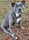 adoptable Dog in dallas, GA named Danica