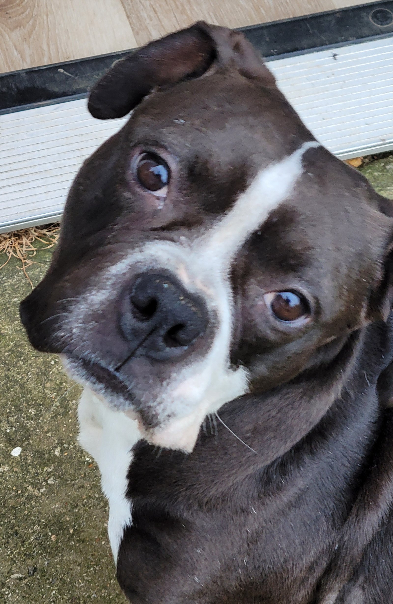 adoptable Dog in Acworth, GA named Nellie