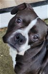 adoptable Dog in acworth, GA named Nellie