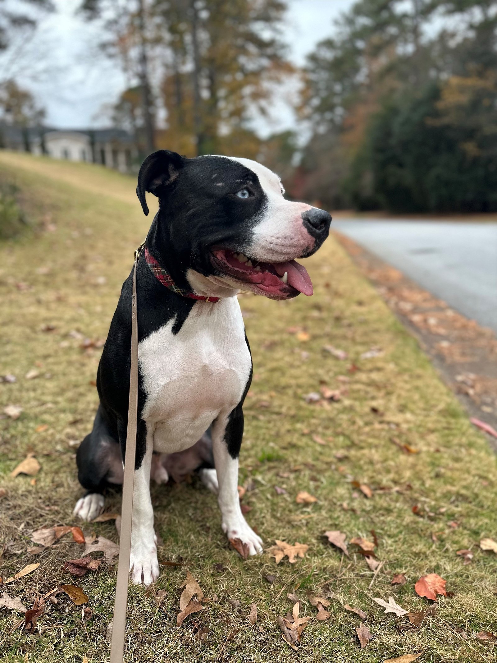 adoptable Dog in Dallas, GA named Tucker