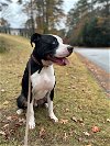 adoptable Dog in dallas, GA named Tucker