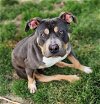 adoptable Dog in dallas, GA named Throttle