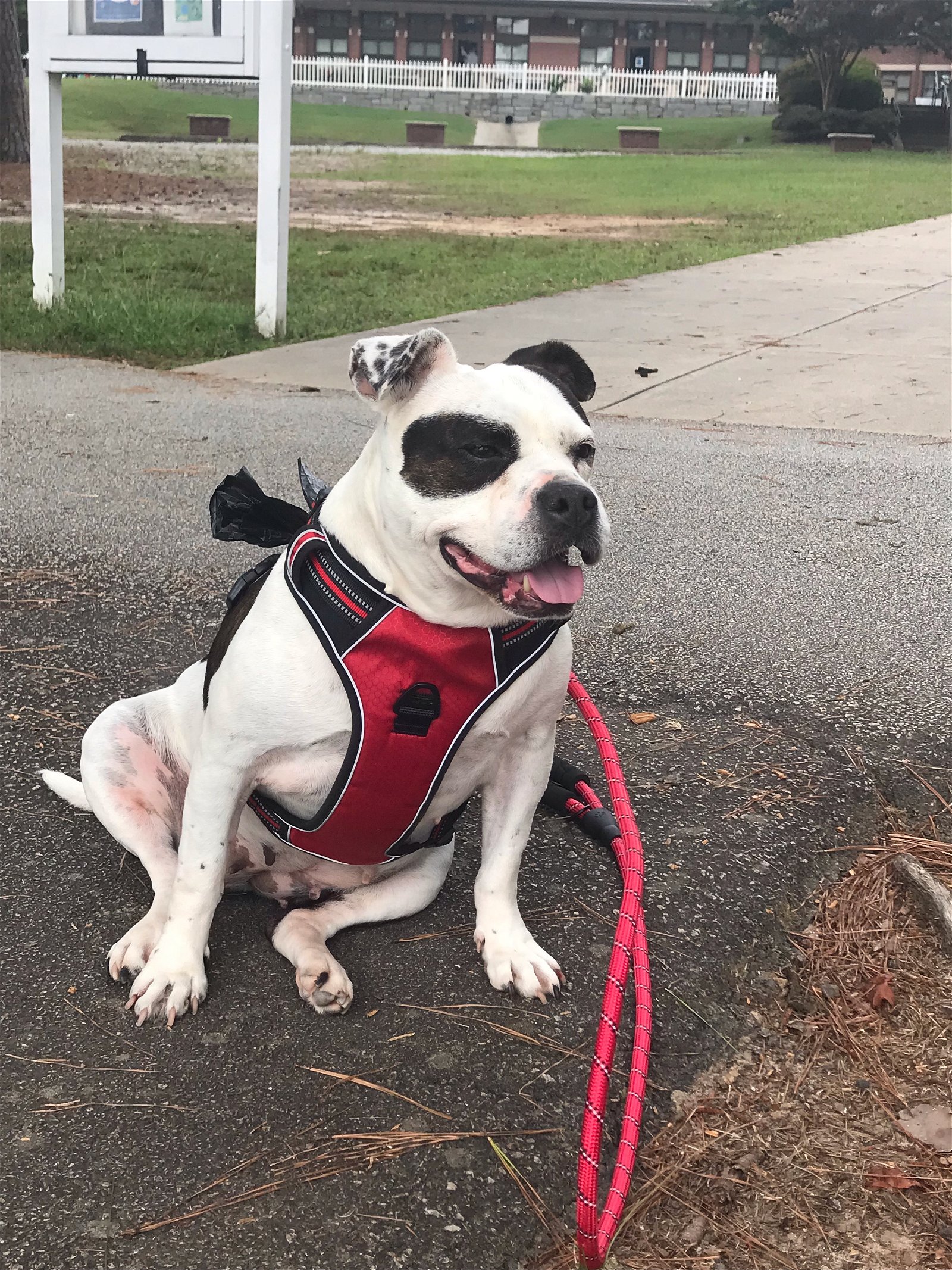 adoptable Dog in Douglasville, GA named Chippa - Courtesy Post