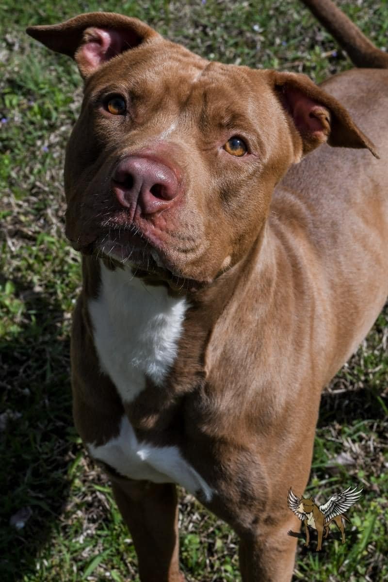 adoptable Dog in Buford, GA named Frankie (fka River)