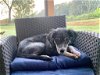 adoptable Dog in cumming, GA named Willow