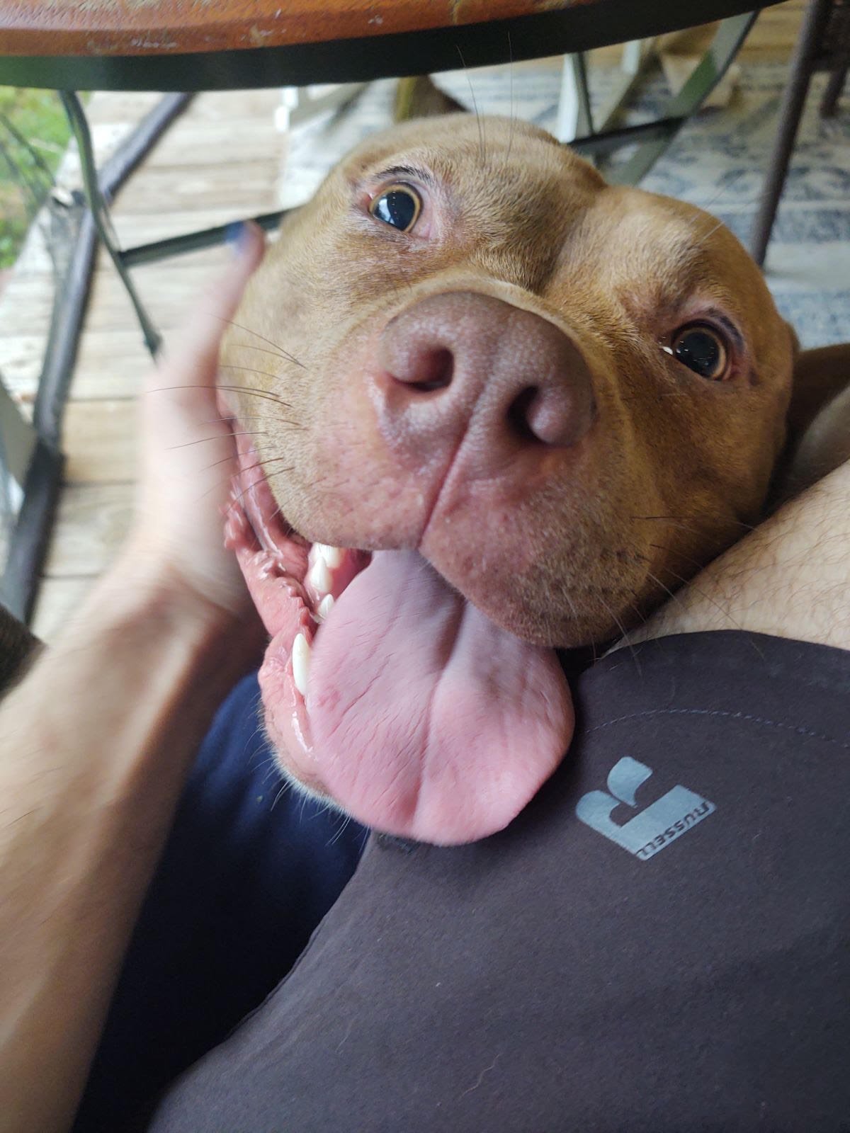 adoptable Dog in Dallas, GA named Chungus (Courtesy Post)
