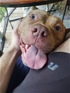 adoptable Dog in dallas, GA named Chungus (Courtesy Post)