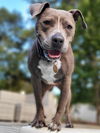 adoptable Dog in  named Fig