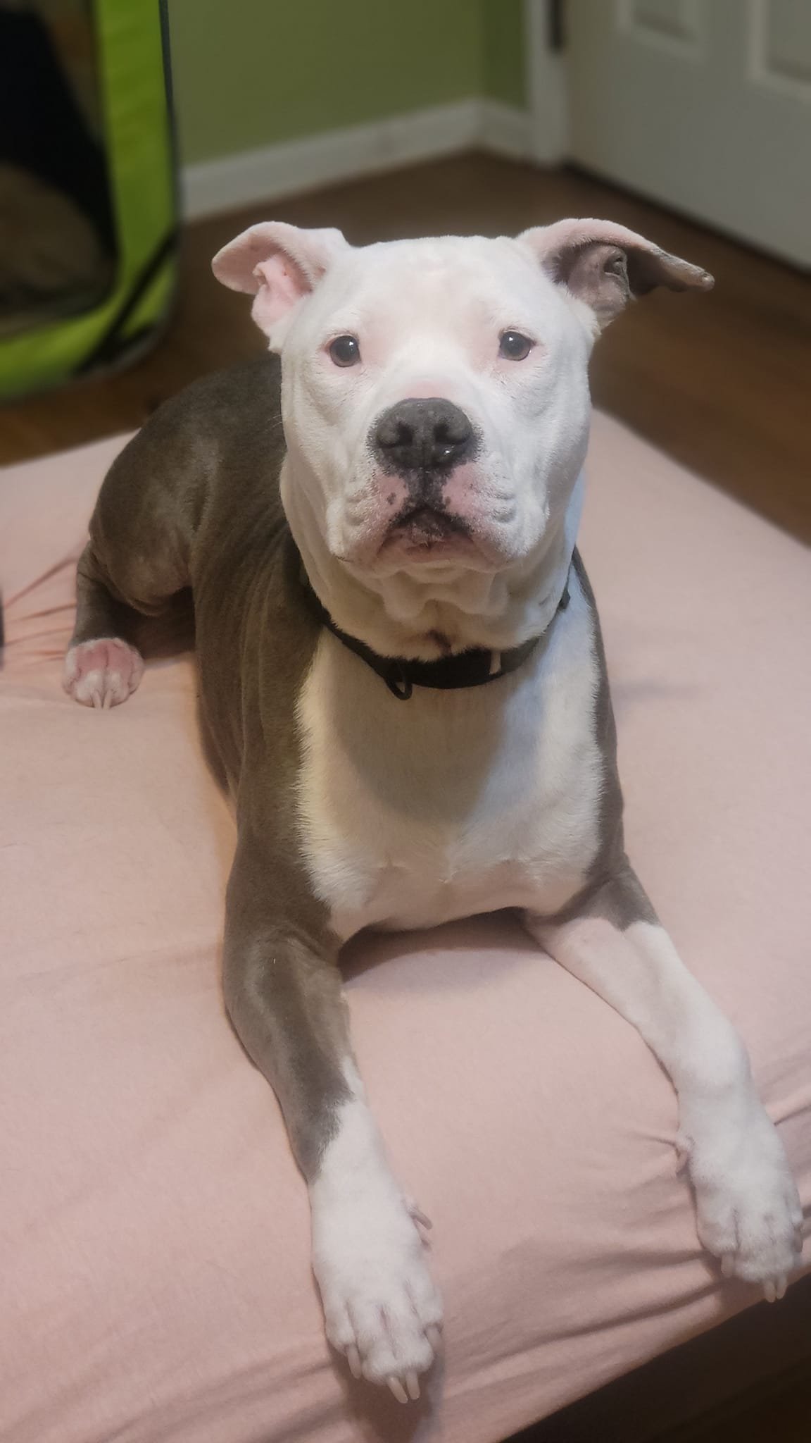 adoptable Dog in Canton, GA named Freddie