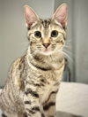 adoptable Cat in powder springs, GA named Lily