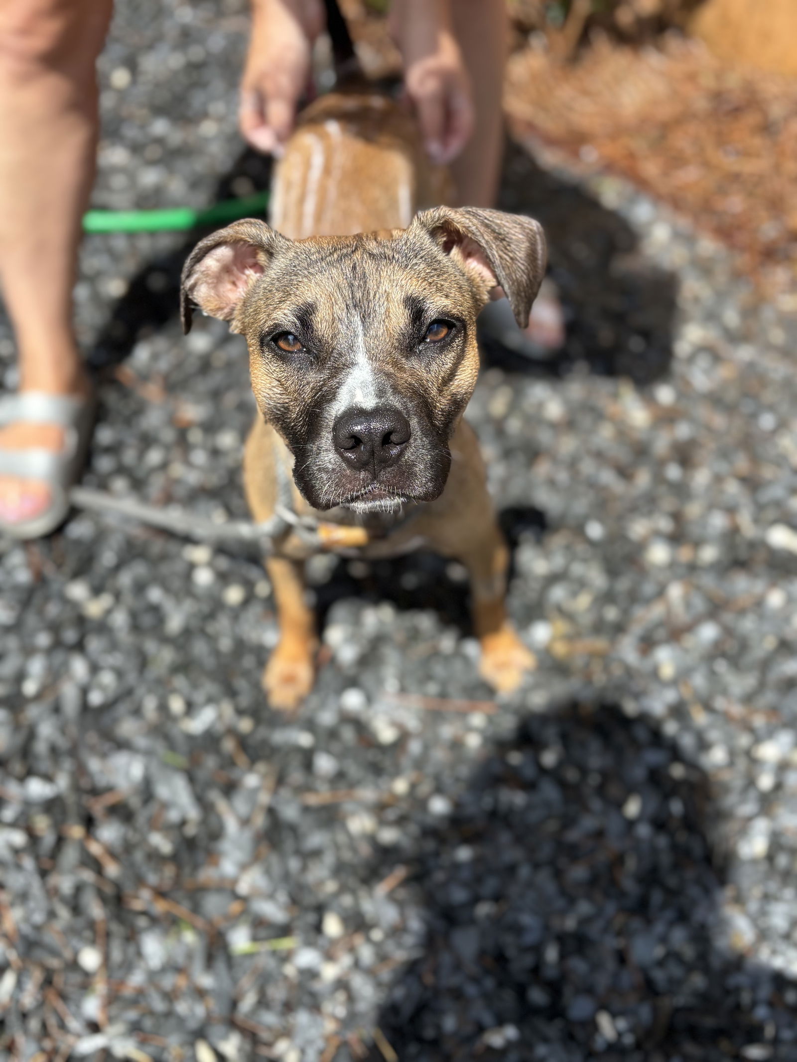 adoptable Dog in Canton, GA named Beanie (Pretty Girl)