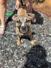 adoptable Dog in canton, GA named Beanie (Pretty Girl)
