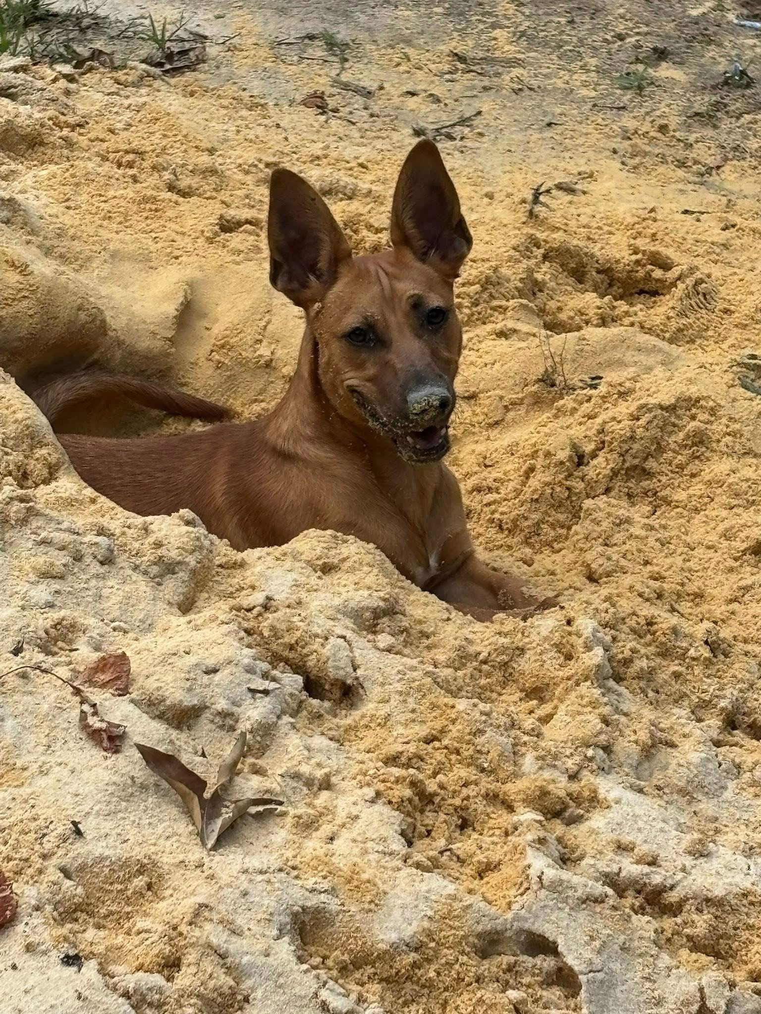 adoptable Dog in Dallas, GA named Pumpkin