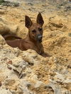 adoptable Dog in dallas, GA named Pumpkin