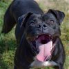 adoptable Dog in dallas, GA named Kali