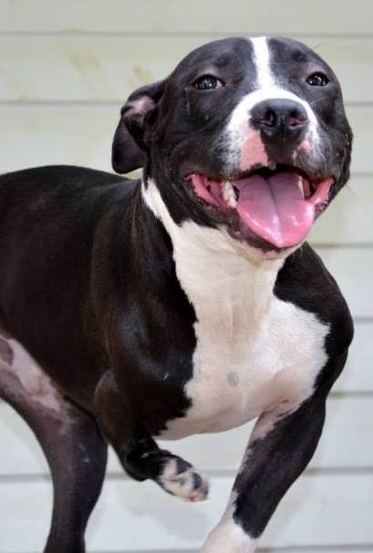 adoptable Dog in Dallas, GA named Stubbs