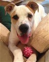 adoptable Dog in dallas, GA named Stone