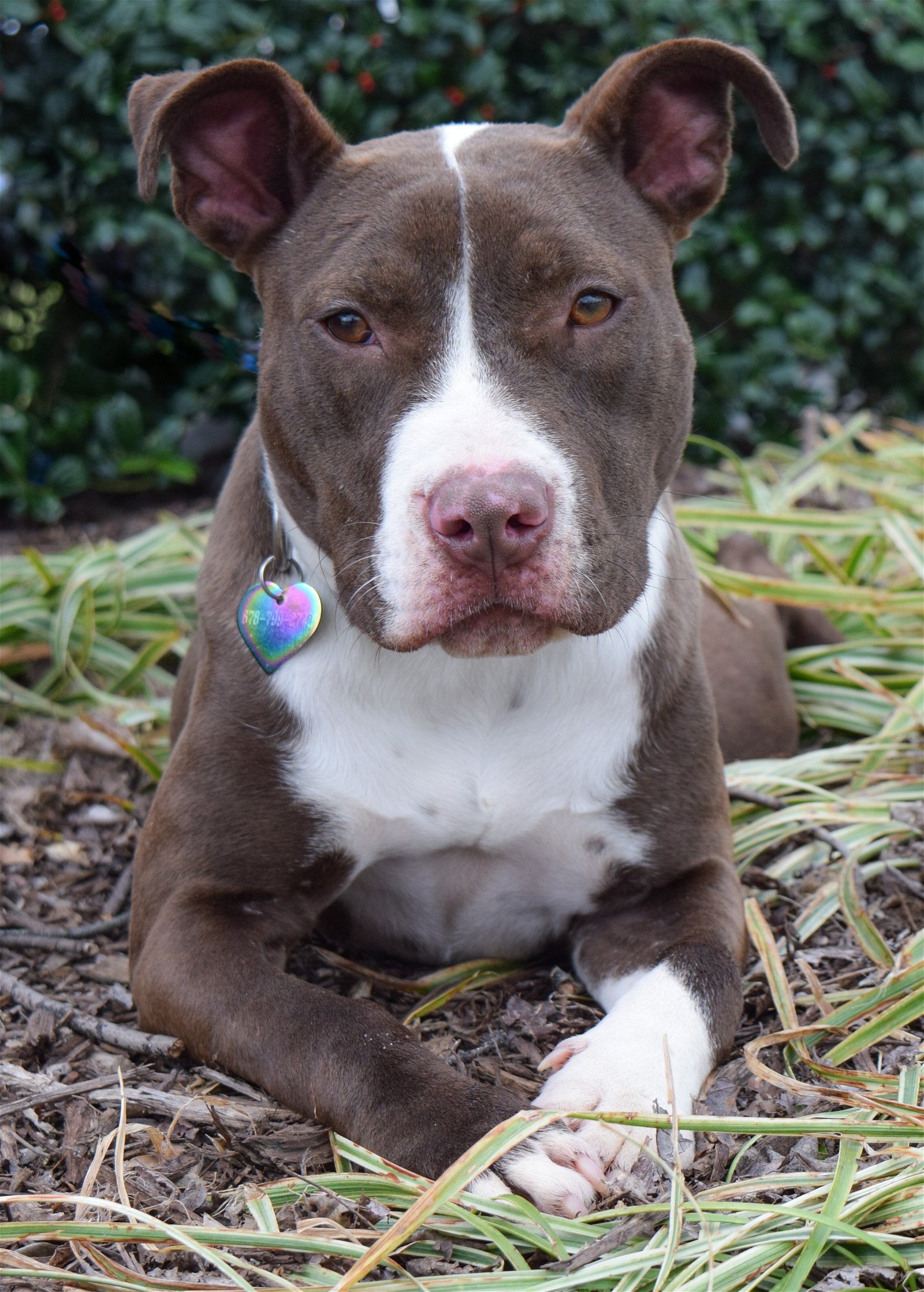adoptable Dog in Dallas, GA named Riblett