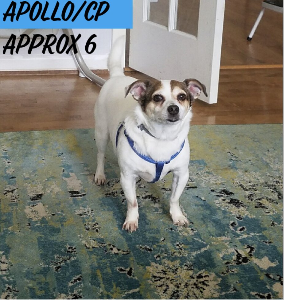 adoptable Dog in TN State Government, TN named Apollo/DD