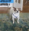 adoptable Dog in  named Apollo/DD