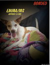 adoptable Dog in Columbia, TN named Emma/Ms