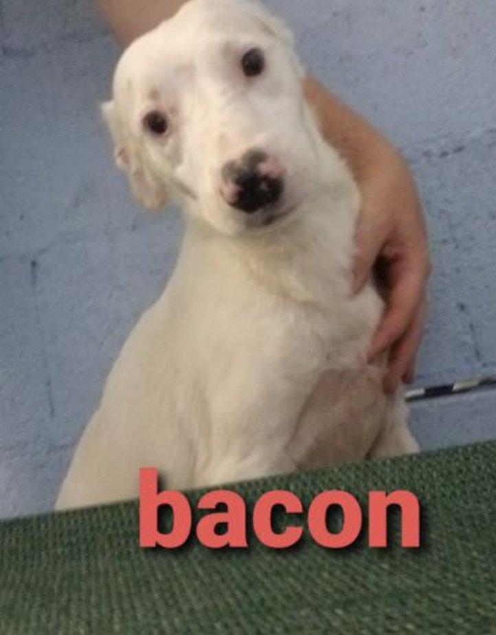adoptable Dog in Columbia, TN named Bacon *