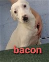 adoptable Dog in columbia, IA named Bacon *