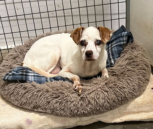 picture of the dog needing adoption