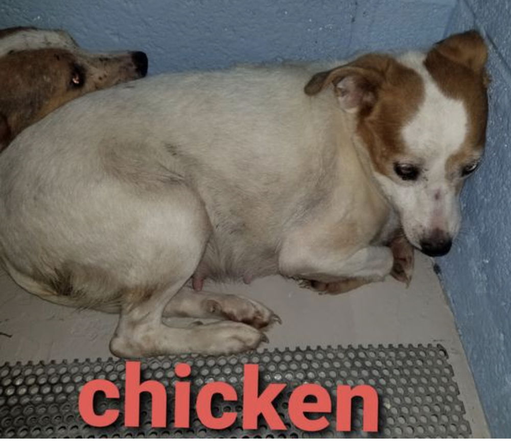 adoptable Dog in Columbia, TN named Chicken *