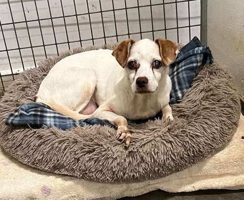 MUSHROOM* - Jack Russell Terrier / Beagle available for adoption