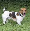 adoptable Dog in columbia, TN named Jack