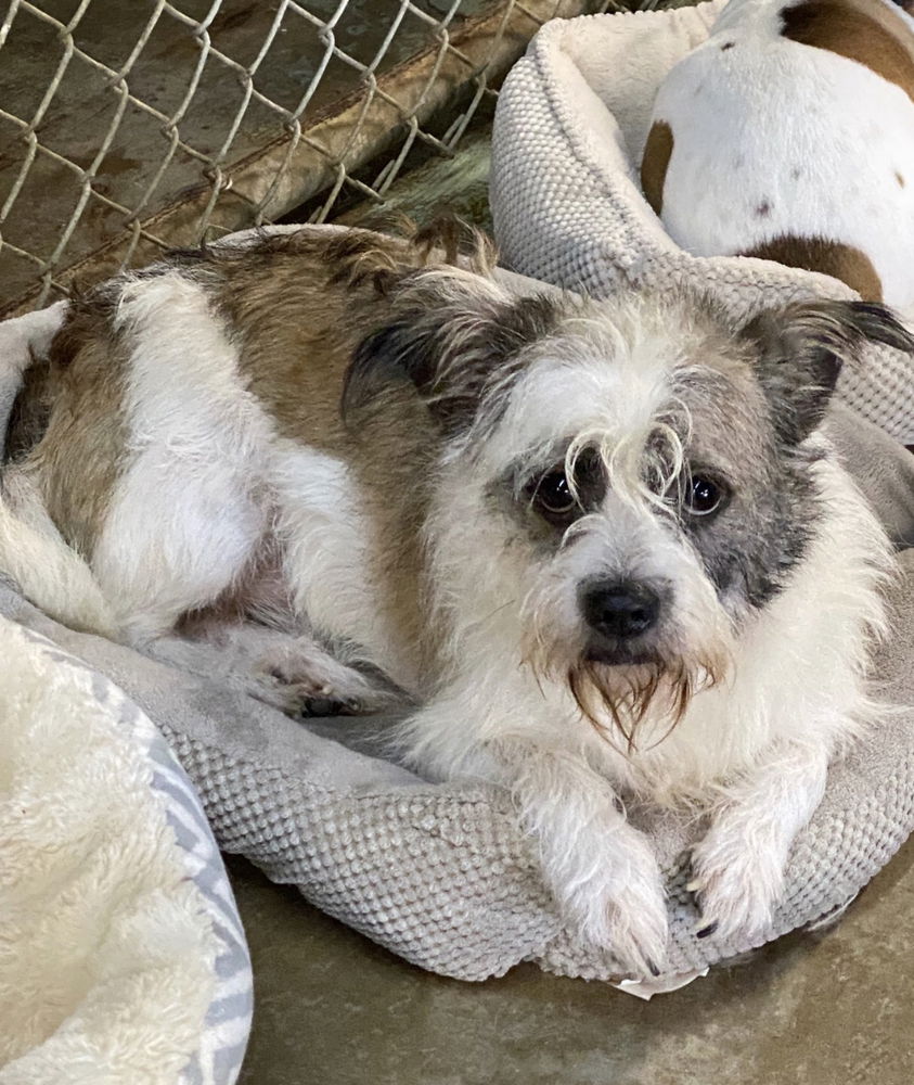 adoptable Dog in Columbia, TN named Todd*