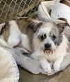 adoptable Dog in columbia, TN named Todd*