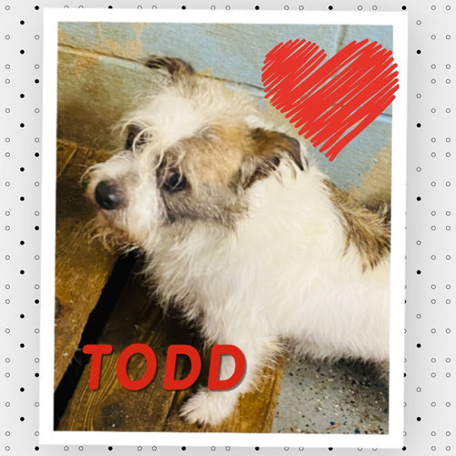 TODD - Jack Russell Terrier available for adoption