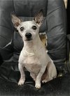 adoptable Dog in columbia, TN named Grumpy / Toby ~