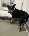 adoptable Dog in  named George*