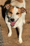Roxie/Phyllis* - Photo 2
