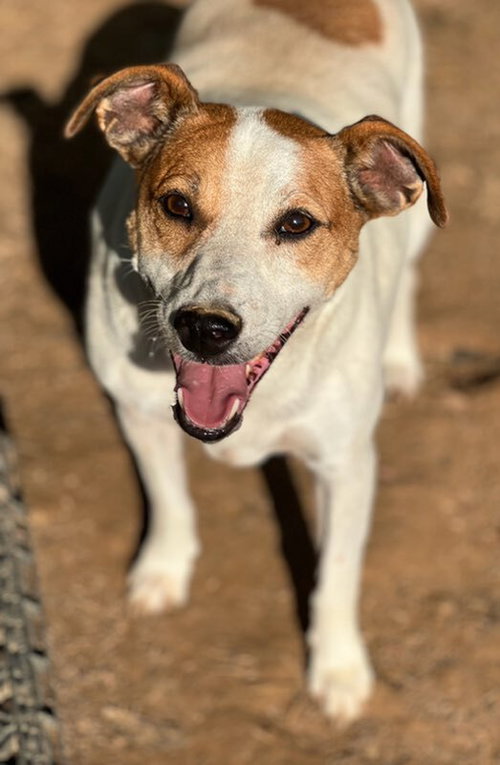 ROXIE/PHYLLIS* - Parson Russell Terrier available for adoption