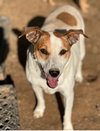 Roxie/Phyllis* - Photo 3
