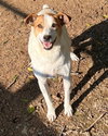 Roxie/Phyllis* - Photo 4